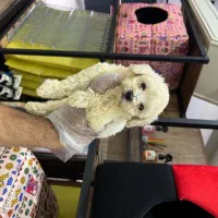 مالتیپو کیفیت بمب