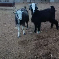 کهره نر|حیوانات مزرعه|شیراز, ویلاشهر|دیوار