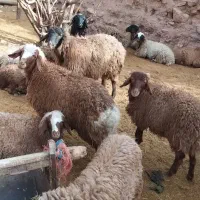 بره نروماده خرج خورده هم برا کشتار هم پروار ۳۷۰|حیوانات مزرعه|کاشان, فاز ۱ ناجی آباد|دیوار