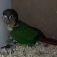 جوجه گرینچیک سرلاکی