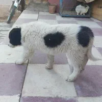 واگذاری سگه قدرجونی