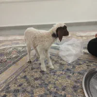 بره ماده درجه یک شیری