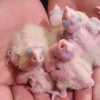 ۳۰عدد جوجه عروس هلندی