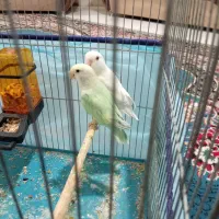 طوطی برزیلی