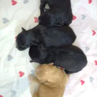 توله پامر اشپیتز