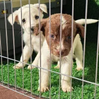 توله سگ پشمالو|سگ|گرگان, |دیوار