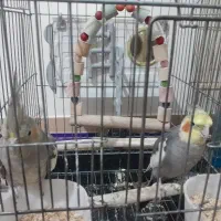یک جفت عروس هلندی طوسی دستی وسخنگو