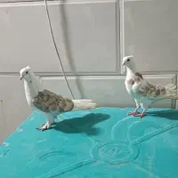 کفتر|پرنده|قم, هفت تیر|دیوار