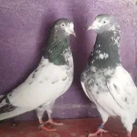 تیدی / پتی واله/موتی واله/بوشهری