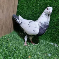 توافقی|پرنده|مشهد, سراب|دیوار