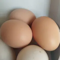 تخم مرغ