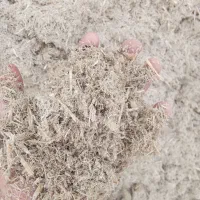 کاه نیشکر|حیوانات مزرعه|ملایر, |دیوار