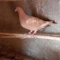 کبوتر|حیوانات|کلاله, |دیوار