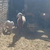 گوسفند