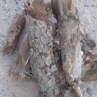 چوب خشک بلوط در گونی بسیار ضخیم