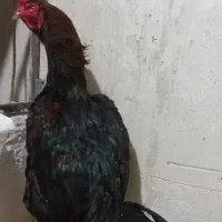 خروس لاری یک ساله