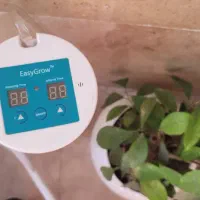 بنسای و آبیاری|گل و گیاه طبیعی|تهران, شهرک نفت|دیوار