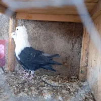 جفت های مولد رنگی