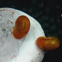 حلزون رم شورن آکواریمی|ماهی|رشت, جماران|دیوار