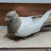 سینه ای|پرنده|باشت, |دیوار