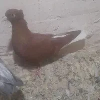 دم سفید|پرنده|اسفراین, |دیوار