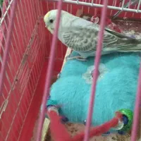 گمشده مرغ عشق