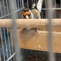 سهره گل بلند نر|پرنده|شیراز, شهرک جماران|دیوار