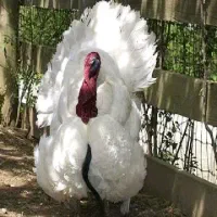 تخم نطفه دار بوقلمون گوشتی