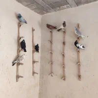 دسته کفتر|پرنده|شیراز, اکبر آباد|دیوار