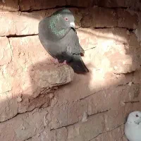 کفتر|پرنده|جوین, |دیوار