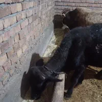 دوعدد گوساله نر مخصوص پای پروار