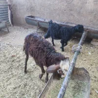 بره و بزغاله خوراک خور میش بز قوچ شیشک چپش