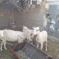 میش بز سانن گوسفند