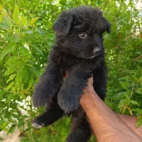سگ ژرمن بلک شولاین