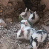 خرگوش