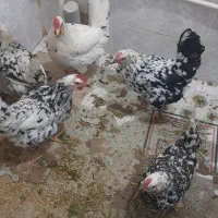 مبل۸نفره چوب گردو قدیمی ۳ملیون