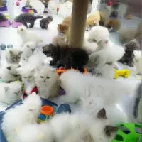 واگذاری گربه