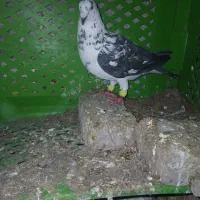 کبوتر|پرنده|گرگان, |دیوار