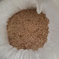 تخم خیار چنبر