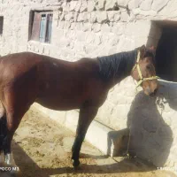اسب