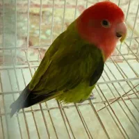 طوطی کتوله