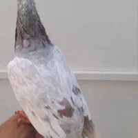 کفتر|پرنده|شیراز, کرونی(خاتونک)|دیوار