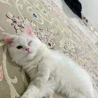 گربه پرشین سوپرفلت