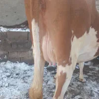 گاو سیمنتال شیری