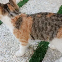 حیوان خانگی|گربه|دالخانی, |دیوار