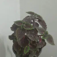 گل طبیعی.کاکتوس.حسن یوسف.قاشقی و.