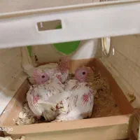 عروس هلندی . جوجه