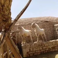 کره