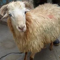 یک عدد گوسفند نر گمشده