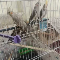 یه جفت عروس هلندی لوتینو|پرنده|لالجین, |دیوار